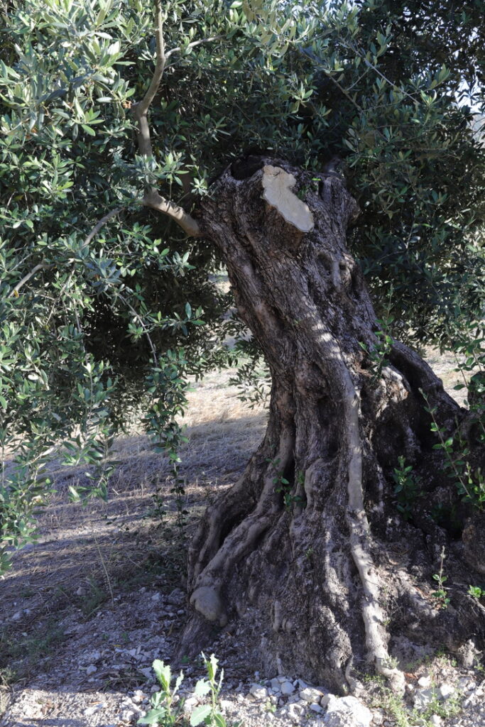 Olivo de cepa vieja loa joya del monte en priego de Córdoba