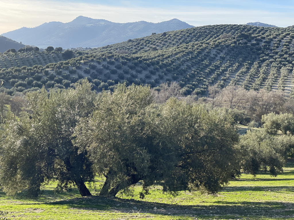 Aceitunas la Joya del Monte